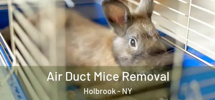 Air Duct Mice Removal Holbrook - NY